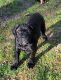Cane Corso Puppies for sale in Blackwell, MO 63626, USA. price: NA