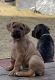 Cane Corso Puppies