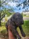 Cane Corso Puppies for sale in Willingboro, NJ 08046, USA. price: $2,500