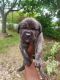 Cane Corso Puppies for sale in Willingboro, NJ 08046, USA. price: NA