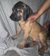 Cane Corso Puppies for sale in Waldorf, MD, USA. price: $750