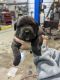 Cane Corso Puppies for sale in Blanchester, OH 45107, USA. price: $1,500