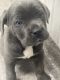 Cane Corso Puppies for sale in Snellville, GA, USA. price: $2,000