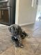 Cane Corso Puppies for sale in Highland, CA 92346, USA. price: $1,500