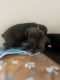 Cane Corso Puppies for sale in Columbus, OH, USA. price: $1,500
