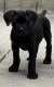 Cane Corso Puppies for sale in Hollywood, CA 90028, USA. price: $800