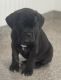 Cane Corso Puppies for sale in Snellville, GA, USA. price: $2,000