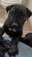 Cane Corso Puppies for sale in Hesperia, CA 92345, USA. price: NA