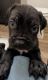 Cane Corso Puppies for sale in Hesperia, CA 92345, USA. price: $2,500