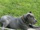 Cane Corso Puppies for sale in Chicago Heights, IL, USA. price: NA