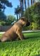 Cane Corso Puppies for sale in Los Angeles, CA 91325, USA. price: NA