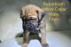 Cane Corso Puppies for sale in Polk City, FL 33868, USA. price: $2,200
