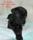 Cane Corso Puppies for sale in Polk City, FL 33868, USA. price: NA