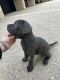 Cane Corso Puppies for sale in Barrington, IL 60010, USA. price: $3,000
