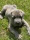 Cane Corso Puppies for sale in Bowie, MD, USA. price: $2,000
