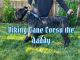 Cane Corso Puppies for sale in Medford, OR, USA. price: NA