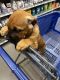 Cane Corso Puppies for sale in El Paso, TX 79912, USA. price: $1,150