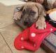 Cane Corso Puppies for sale in Hemet, CA, USA. price: $1,300