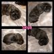 Cane Corso Puppies for sale in Lebanon, OR 97355, USA. price: NA