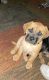 Cane Corso Puppies for sale in 10915 Pigeonwood Dr, Houston, TX 77089, USA. price: $1,250