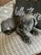 Cane Corso Puppies for sale in Richmond Hill, GA 31324, USA. price: $2,000