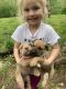 Cane Corso Puppies for sale in Winchester, KY 40391, USA. price: $600