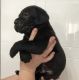 Cane Corso Puppies for sale in Forsyth, GA 31029, USA. price: NA
