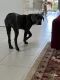 Cane Corso Puppies for sale in Merrick, NY, USA. price: NA