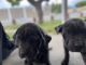 Cane Corso Puppies for sale in Yuba City, CA, USA. price: $800