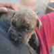 Cane Corso Puppies for sale in Memphis, TN 38118, USA. price: NA