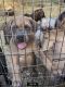 Cane Corso Puppies for sale in Stockton, CA, USA. price: $2,000