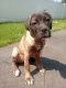 Cane Corso Puppies for sale in Stratford, CT, USA. price: NA