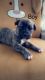 Cane Corso Puppies for sale in Clifton, Cincinnati, OH, USA. price: $1,500