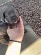 Cane Corso Puppies for sale in Phoenix, AZ, USA. price: $1,000
