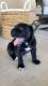 Cane Corso Puppies for sale in Queen Creek, AZ 85140, USA. price: $3,200
