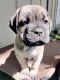 Cane Corso Puppies for sale in Redlands, CA, USA. price: $1,500