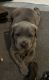 Cane Corso Puppies for sale in Cypress, TX, USA. price: $1,300