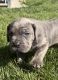 Cane Corso Puppies for sale in Rialto, CA, USA. price: NA