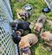 Cane Corso Puppies for sale in Paducah, KY, USA. price: $800