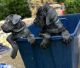Cane Corso Puppies for sale in Mesquite, TX, USA. price: NA
