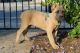 Cane Corso Puppies for sale in Pomona, CA, USA. price: $2,100