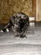 Cane Corso Puppies for sale in Lebanon, OR 97355, USA. price: NA