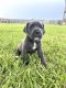 Cane Corso Puppies for sale in Alvin, TX, USA. price: NA
