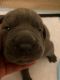 Cane Corso Puppies for sale in 828 Kingston Rd, Toronto, ON M4E 1S2, Canada. price: NA