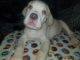 Cane Corso Puppies for sale in Fairfield, CA, USA. price: $2,500