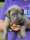 Cane Corso Puppies for sale in Youngstown, OH, USA. price: $1,200