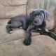 Cane Corso Puppies for sale in Sanford, NC, USA. price: NA