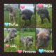 Cane Corso Puppies for sale in Maine, ME 04736, USA. price: NA