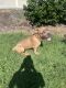 Cane Corso Puppies for sale in Frisco, TX, USA. price: $1,000