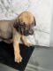 Cane Corso Puppies for sale in Winder, GA 30680, USA. price: NA